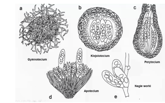 worki, gymnotecja, klejstotecja, perytecja i apotecja