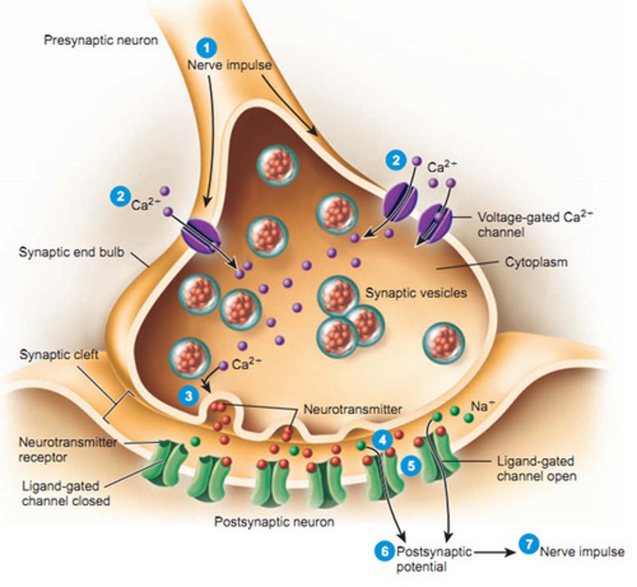 <p>protein channels in axon terminal membrane that are triggered to open by an action potential; calcium rushes in to axon terminal triggering release of neurotransmitters from synaptic vesicles</p>