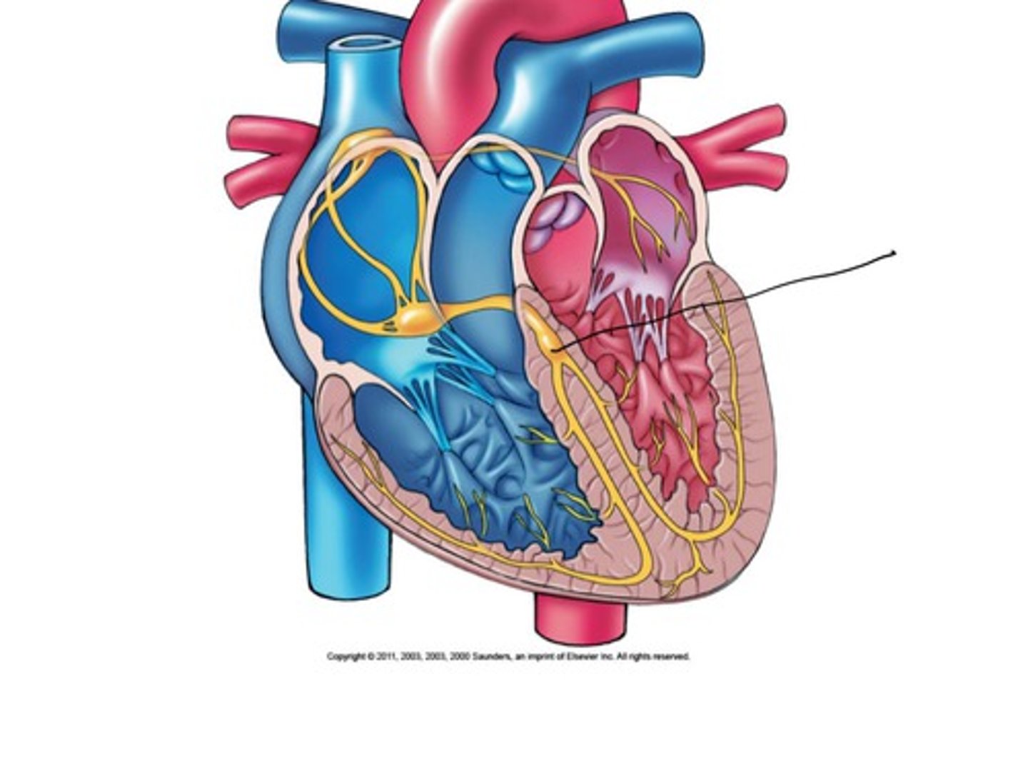 <p>The conduction system part that receives electrical impulses from the AV node &amp; transmits the impulses 2 the bundle branches</p>