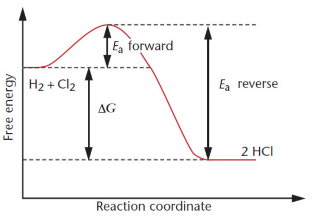 <p>illustrates the relationship between the activation energy, the free energy of the reaction, and the free energy of the system</p>