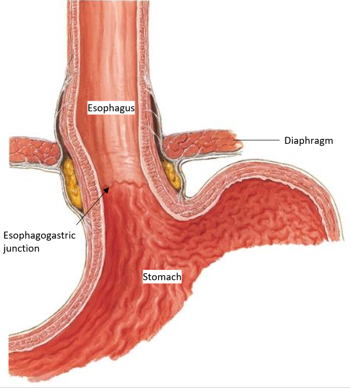 <p>What is the <strong>esophagogastric junction?</strong></p>