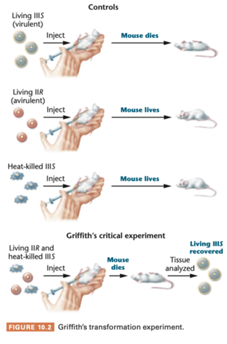 <p>in this study, used IIR and IIIS</p><p>injection into mice of living IIR (avirulent) cells combind with heat-killed IIIS (virulent). Alone, they did nothing to mice, but together the mice were killed</p><p>-blood test showed large number of living type IIIS (virulent) bacteria</p><p>IIIS bacteria were identical to IIIS stain from heat-killed cell perp had been made --> must hav interaction</p><p>transformation --> transforming principle might be some part of polysaccharide capsule or compound required for capsule synthesis, although alone did not cause pneumonia</p><p>other studies showed, injection to mice was not necessary for transformation bc made it in vitro</p>