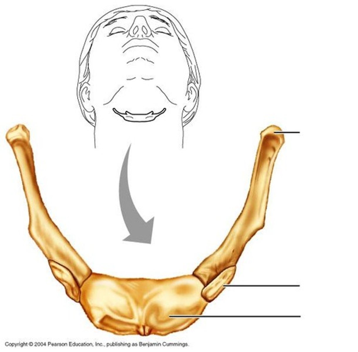 <p>Only bone that does not articulate with another bone in the body; U-shaped bone at the base of the tongue that supports the tongue and its muscles.</p>