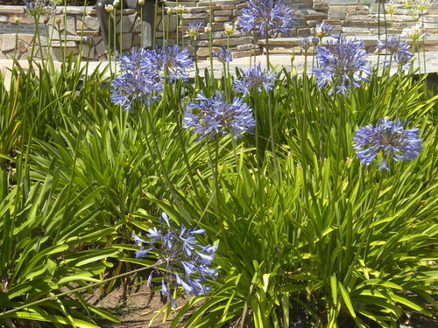 <p>rhizome; perennial</p><p>leaves: strap like foliage; flexible flat flimsy;</p><p>blooms: globous cluster of blooms; 6 petals; open bell shape; skape bloom</p>