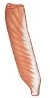 <p>fascicle arrangement that inserts into one side of tendon</p>