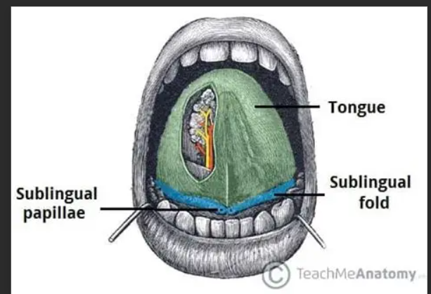 <p>alveolar ridge</p><p>left - sublingual folds</p><p>right - sublingual papilla</p>