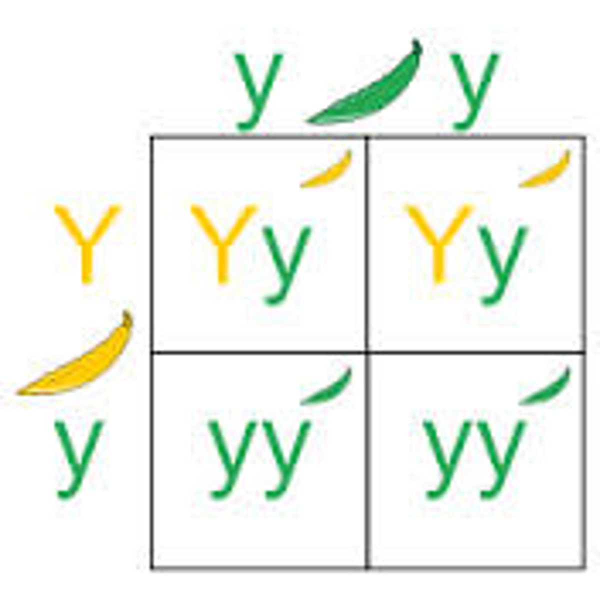 <p>1 trait (e.g., Aa × Aa).</p>