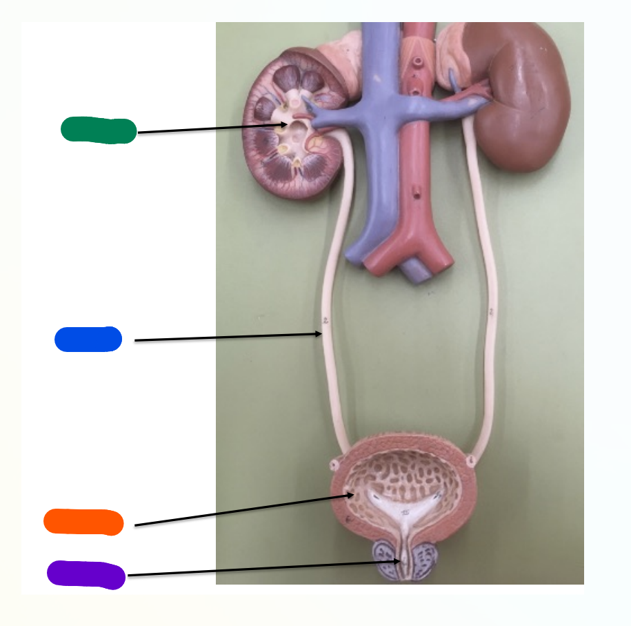 <p>What is indicated by the Red Section?</p>