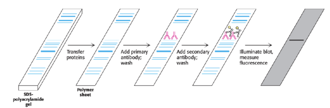 <p>use antibodies , </p><p>transfer onto a membrane with antibodies which are designed to bind to something specific </p>