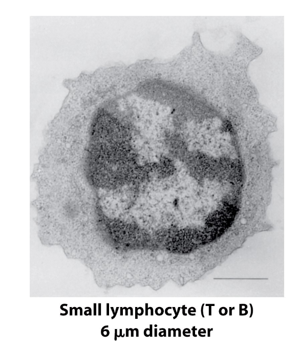 <ul><li><p>Naïve B-cells and T-cells are morphologically indistinguishable from each other, but are often called <strong>small lymphocytes</strong> because of their small size (<strong>~6 um</strong>)</p></li><li><p>This size is due to low # of organelles and generally low infrastructure (cell is mostly nucleus)</p></li><li><p>A cost-saving mechanism → no need to develop many organelles because naïve cells are dormant until they bind Ag</p></li><li><p>Naïve cells are stuck in <strong>G<sub>0</sub> phase</strong></p></li></ul><p></p>
