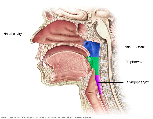 * Behind the larynx 
  * Belongs to both digestive and respiratory system 
* Smallest of 3 regions 


* Epiglottis 
  * Protects airway from food 


* Area where the digestive tract and respiratory tract split permanently in the body 