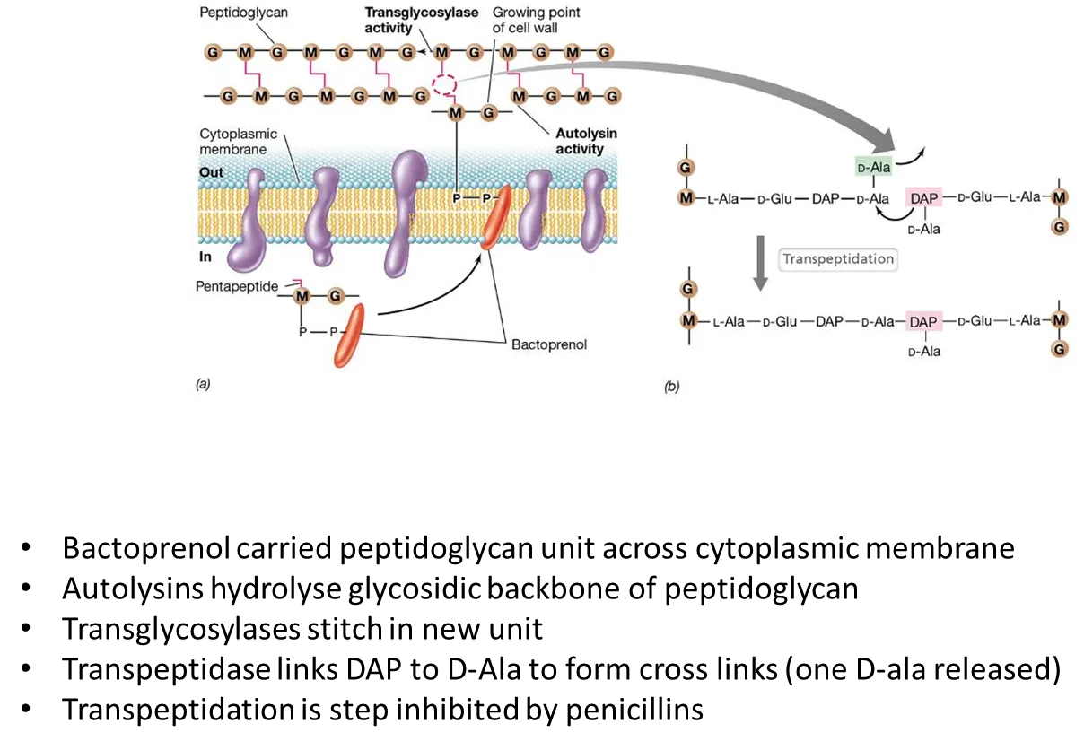 <ul><li><p>the <strong>NAG-NAM pentapeptide </strong>(peptidoglycan precursor) is <strong>attached </strong>to a <strong>large non-polar carrier </strong>molecule called <strong>bactoprenol</strong> that allows it to be <strong>flipped </strong>across the cell membrane, since it is <strong>too polar</strong> to cross by itself</p></li><li><p><strong>autolysins hydrolyse </strong>the <strong>glycosidic backbone </strong>in the existing peptidoglycan</p></li><li><p><strong>transglycosylases </strong>connect the new unit using beta-1,4 glycosidic bonds, and <strong>transpeptidases </strong>form <strong>cross-links</strong> to connect the strands (this is the step inhibited by penicillin)</p></li></ul><p></p>