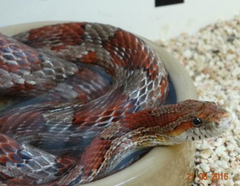 <p>This snake has not left his water bowl for 8 hours, what do his clinical signs suggest?</p>