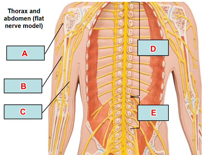 <p>what type of nerve(s) are in Label D of the model?</p><p></p><p>word bank: axillary nerve, lumbar nerves, radial nerve, thoracic (intercostal) nerves, ulnar nerve</p>