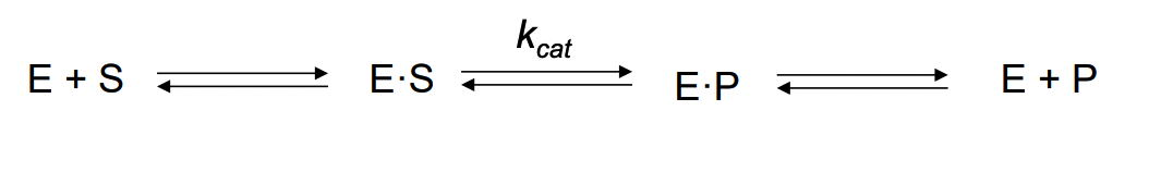 <p>binding and reaction specificity</p><ul><li><p>binding: recognizes certain substrates only</p></li><li><p>reaction: catalyze certain type of reaction only</p></li></ul><p>ex. trypsin = cleaves peptide bone after basic amino acid </p><p></p><p>Protease = hydrolyzing peptise </p>