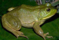 <p>Lithobates catesbeiana</p>