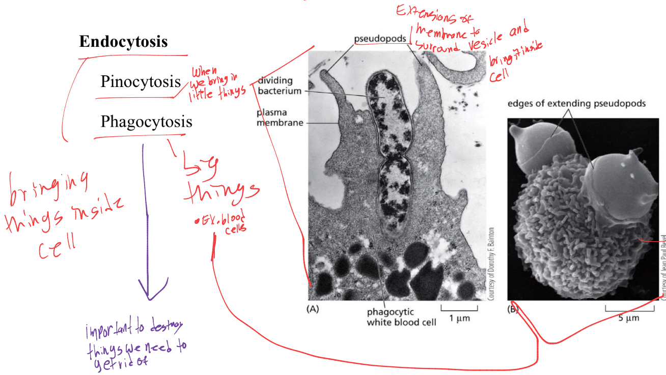 <p>Pinocytosis: when we bring little things inside of cell</p><p>Phagocytosis: brings in big things (ex. blood cells) and the membrane eats it. (this is important for things we need to get rid of. </p>