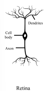 <ul><li><p>A specialized type of nerve cell characterized by having one dendrite and one axon extending from the cell body.</p></li><li><p><span>It has two distinct processes, emerging from the cell body. </span></p><ul><li><p><span>These extensions are one axon and one dendrite.</span></p></li></ul></li></ul><p></p>
