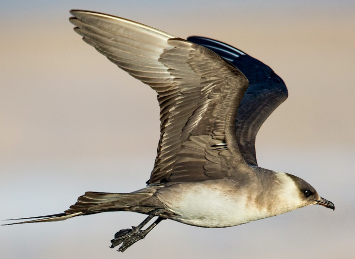 <p>What bird is this? </p>