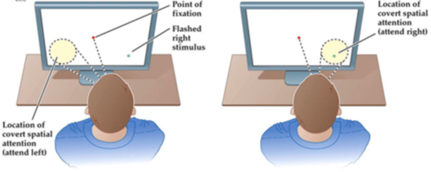 <p>similar to spatial cueing (like the posner task) but with sustained attention, to one side more than the other.</p>