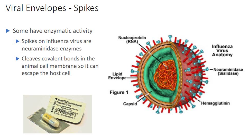 <p>-In contrast envelope proteins are encoded by viral genes and may even project from the envelope surface as spikes, which are also called peplomers. In many cases, spikes are involved in virion attachment to the host cell surface. Some surface proteins also have enzymatic activity needed for entry into or exit from the host cell. Because spikes differ among viruses, they also can be used to identify some viruses. In addition to enzymes associated with the envelope or capsid, some viruses have enzymes within their capsids. Such enzymes are usually involved in nucleic acid replication. For example, influenza virus virions have an RNA genome and carry an enzyme that synthesizes RNA using an RNA template. Thus although viruses lack true metabolism and cannot reproduce independently of living cells, their virions may carry one or more enzymes essential to the completion of their life cycles.</p><ul><li><p>Just know that the spikes are what is interacting with the cells to either invade it inside or could spread to other cells. Now that the image below called Tamiflu is used to inhibit Neuraminidase, to prevent the further spreading to other cells but it&apos;s a small window as you only have 48 hrs but pregnant people can take it after the 48-hour window.</p></li></ul>