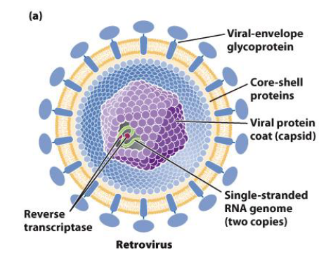 <p>A type of RNA virus that uses reverse transcription to convert its viral RNA into viral DNA for incorporation into the host DNA genome</p><ul><li><p>Contain a viral envelope coated with glycoprotein</p></li><li><p>Contain a viral capsid protein coat</p></li><li><p>Have a single-stranded RNA genome that contains reverse transcriptase and integrase</p></li></ul><p></p>