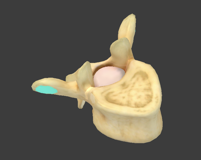 <p>what component of thoracic vertebrae is this? (thoracic vertebrae only contain this)</p>