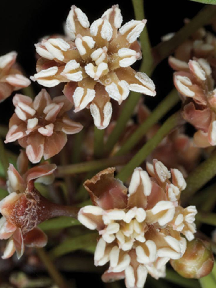 <p>Amborellales; most basal angiosperm</p>