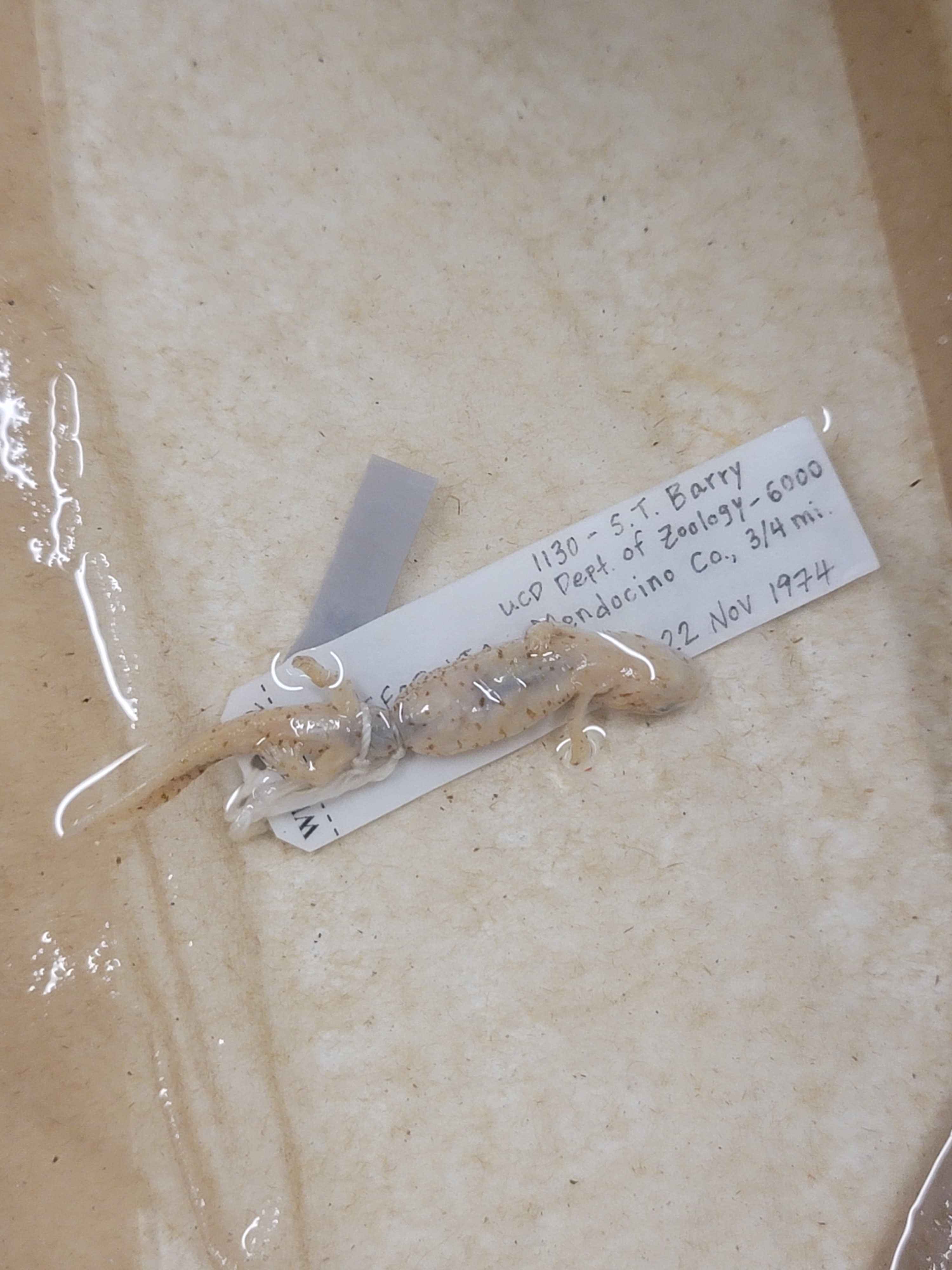 <p>R<span>hyacotriton variegatus</span></p>