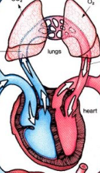 <p>blood from heart → lungs and v.v.</p>