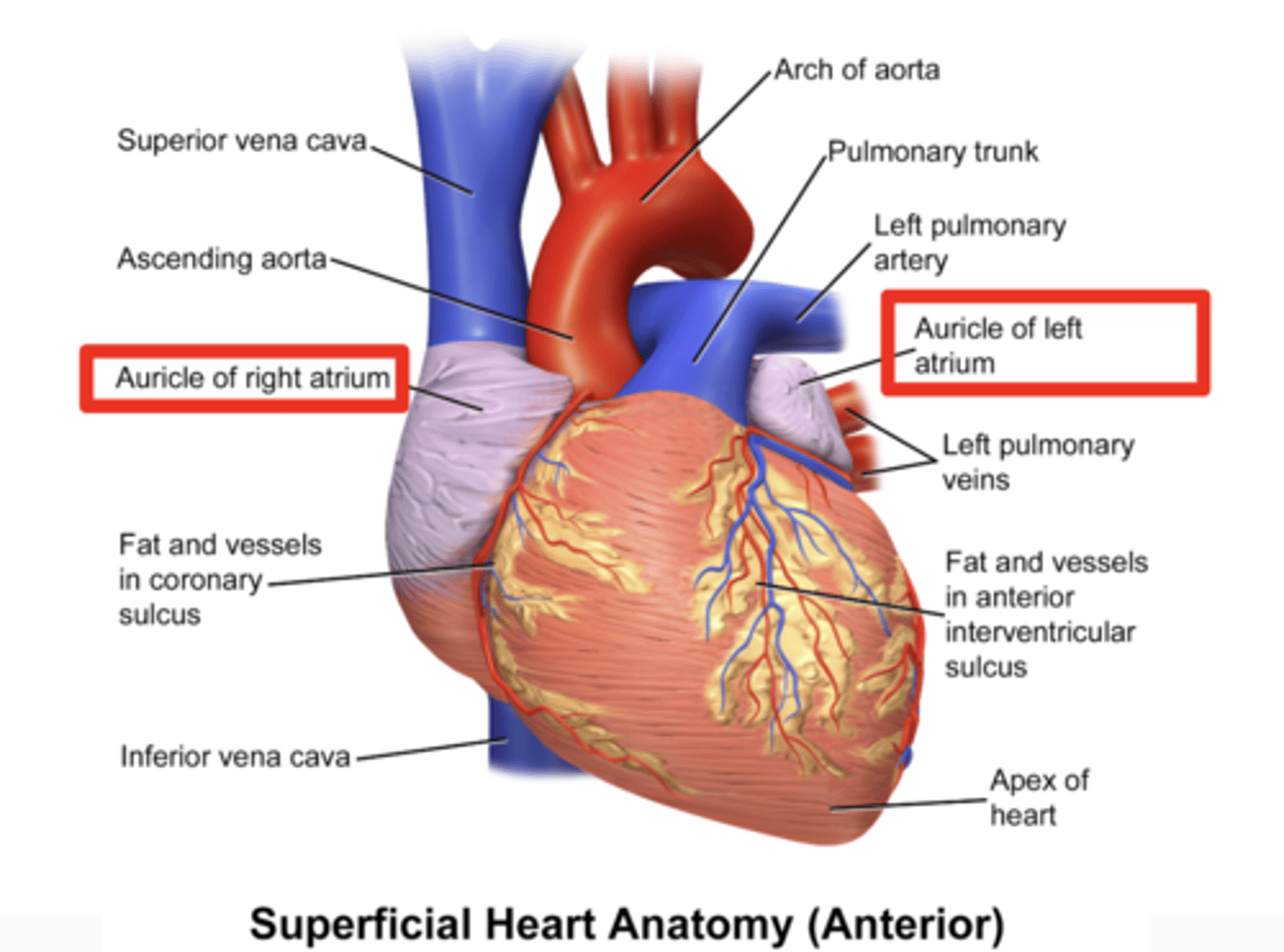 <p>. Auricles, form the primitive atria → rough portion of the atrium</p><p>. Real cavities as such originate from the incorporated vessels</p><p>TWO EMBRYOLOGICAL SOURCES (ATRIA AND PRIMITIVE VEINS)</p>