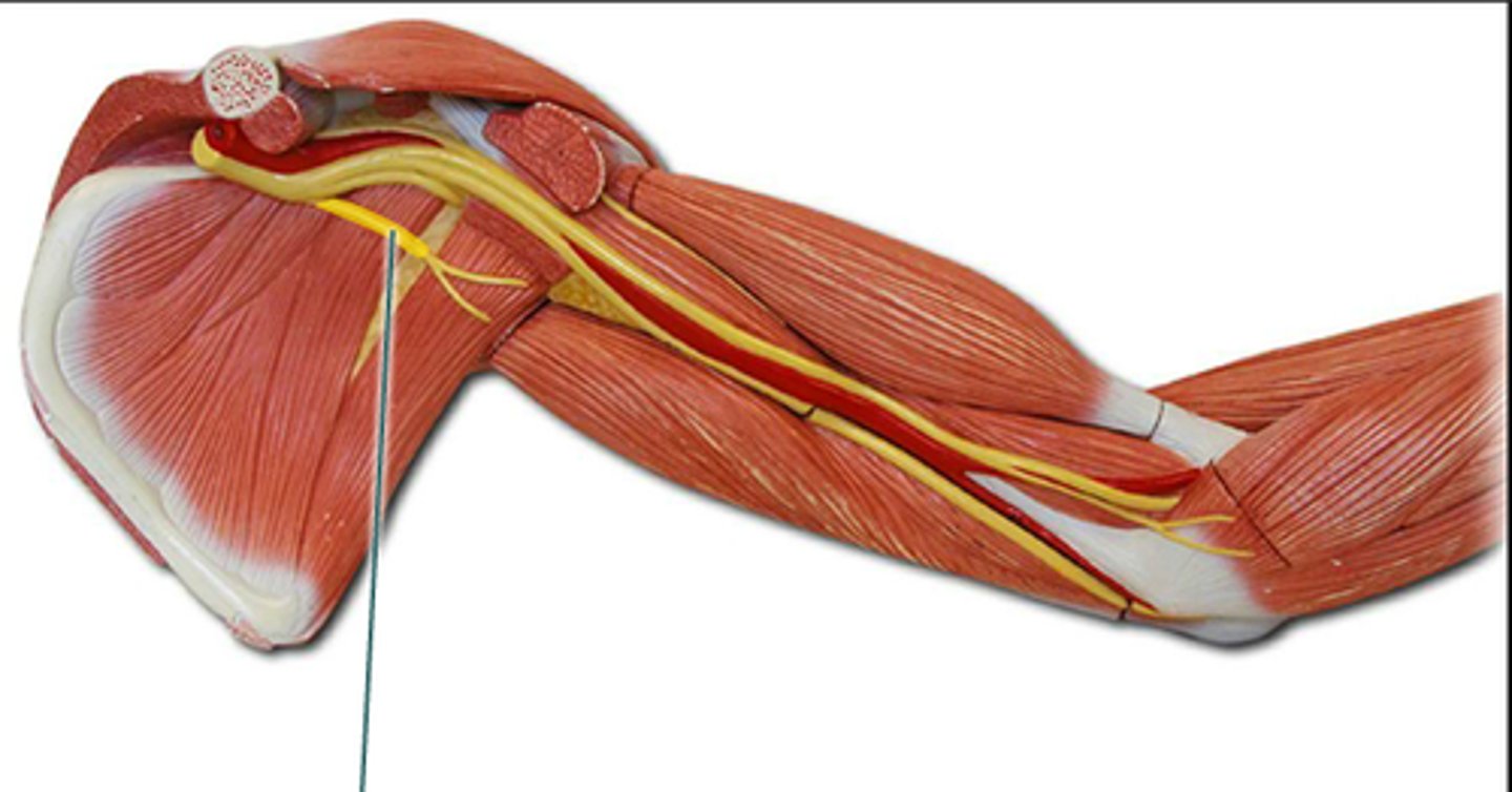 <p>In the armpit area</p>