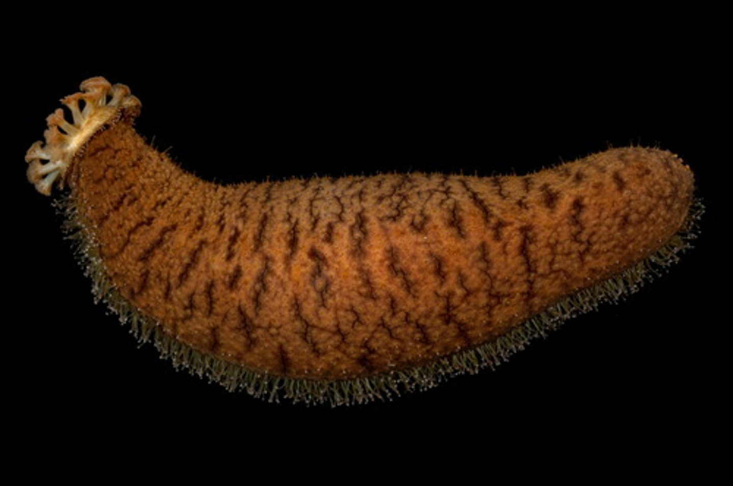 <p>- Sea Cucumbers</p><p>- Defense mechanisms include evisceration(throws up guts)</p>