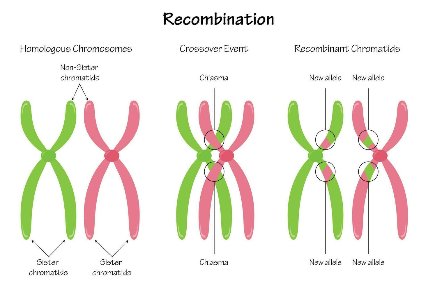 <p>Plaats waar niet-zusterchromatiden van homologe chromosomen elkaar kruisen en DNA uitwisselen.</p><p></p><p><strong>(</strong>Een <strong>chiasma</strong><span><span> (meervoud: chiasmata) is </span></span><strong><mark data-color="rgba(0, 0, 0, 0)" style="background-color: rgba(0, 0, 0, 0); color: inherit;">in de biologie een fysieke overkruising van twee chromatiden van homologe chromosomen tijdens de meiose (celdeling)</mark></strong><span><span>. Op deze plekken vindt genetische uitwisseling plaats, bekend als crossing-over, waardoor erfelijk materiaal wordt herschikt)</span></span></p>
