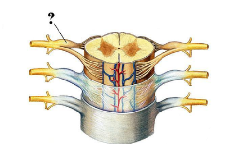 <p>Identify the indicated structure.</p>
