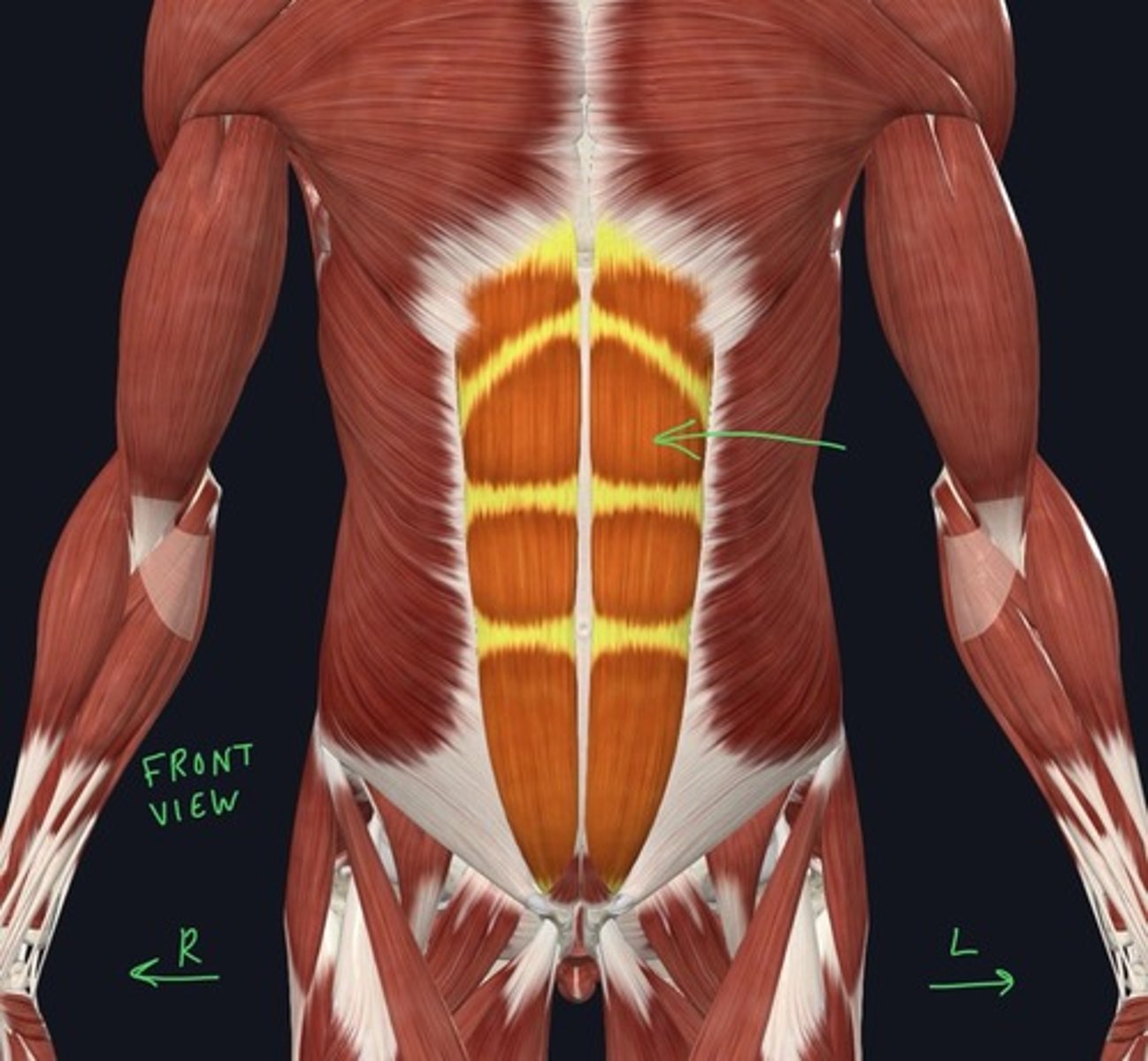 knowt flashcard image