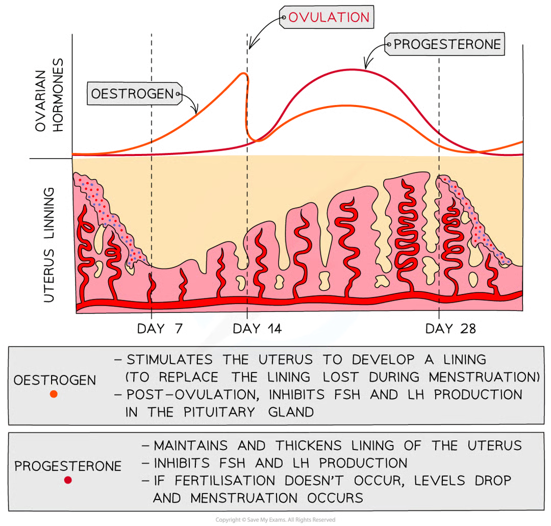 <ul><li><p>FSH (follicle-stimulating hormone)</p></li><li><p>LH (luteinising hormone)</p></li><li><p>O and P involved in maintaining uterus lining</p></li><li><p>O stimulates uterus to develop lining, P maintains and thickens lining</p></li><li><p><strong>FSH </strong>is released by the&nbsp;<strong>pituitary gland</strong>&nbsp;and causes an&nbsp;<strong>egg to start maturing</strong>&nbsp;in the ovary</p><ul><li><p>It also&nbsp;<strong>stimulates the ovaries&nbsp;</strong>to start releasing&nbsp;<strong>oestrogen</strong></p></li></ul></li><li><p>The&nbsp;<strong>pituitary gland</strong> is stimulated to release <strong>LH</strong>&nbsp;when&nbsp;<strong>oestrogen </strong>levels have reached their peak</p><ul><li><p><strong>LH</strong>&nbsp;causes&nbsp;<strong>ovulation to occur</strong>&nbsp;and also&nbsp;<strong>stimulates the ovary</strong>&nbsp;to produce&nbsp;<strong>progesterone</strong></p></li></ul></li></ul><p></p>