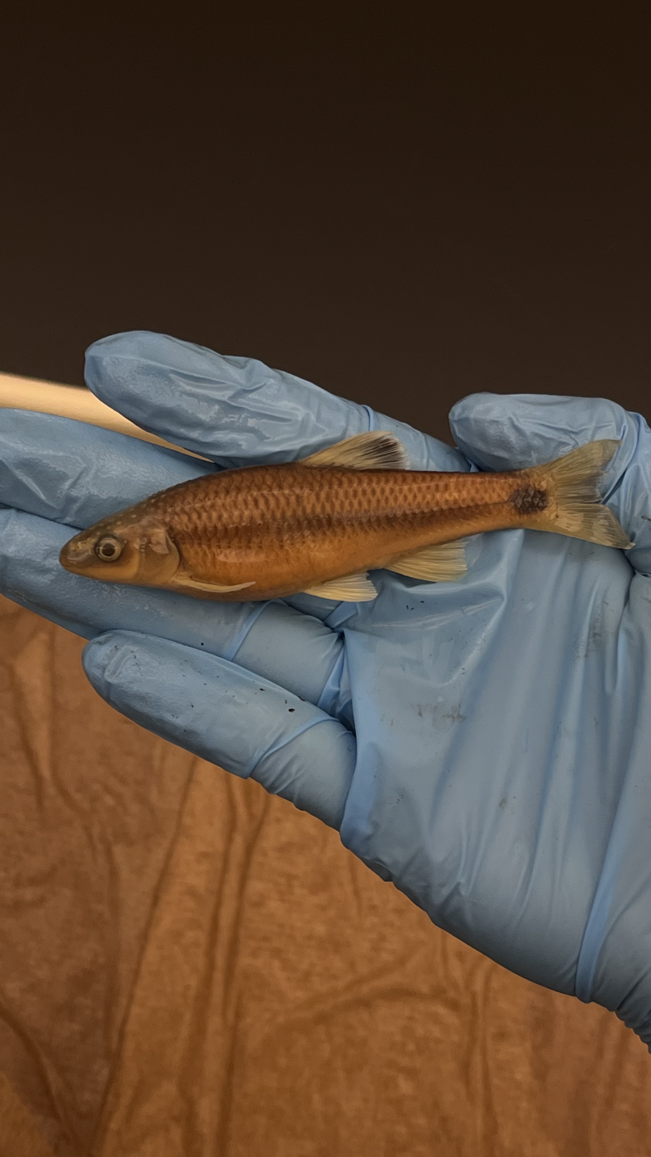 <p>Satinfin Shiner</p>