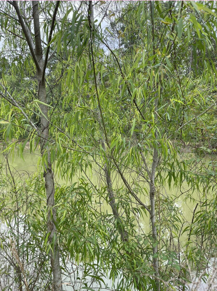 <p>A late nectar provider for honeybees and other pollinators. Beavers love this plant for its leaves and cambium as well. </p><p>True or False</p>