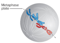 <p>Chromosomes align on the metaphase plate.<br>Sister chromatids face opposite poles of the cell.<br>Forces pushing/pulling chromosomes to or from each pole are balanced, which keeps chromosomes in place.</p><p>46 chromosomes</p><p>92 sister chromatids</p><p>23 homologous pairs</p>