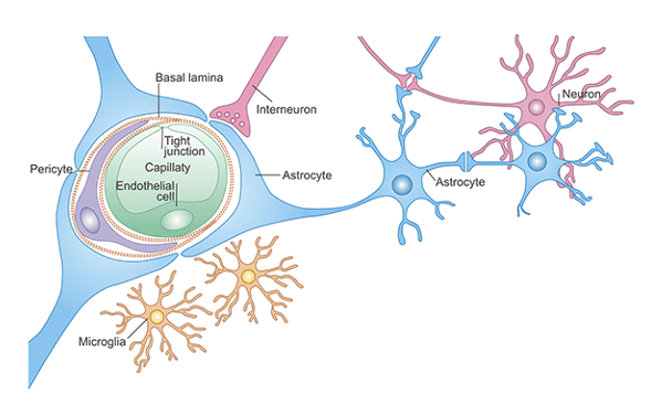 <ul><li><p>Cytoplasmic processes extending from cell body</p></li><li><p>Foot processes cover blood vessels, neurons, and pia mater</p></li><li><p>Regulate the composition of extracellular brain fluid</p><ul><li><p>produce chemicals that promote formation of tight junction between endothelial cells of capillaries to form the blood-brain barrier</p></li></ul></li><li><p><strong>Blood-brain barrier</strong></p></li><li><p>Play a role in response to tissue damage in CNS</p><ul><li><p><strong>Reactive astrocytosis</strong></p></li></ul></li><li><p>Promote development of synapses and help regulate synaptic activity by synthesizing, absorbing, and recycling neurotransmitters</p></li></ul><p></p>