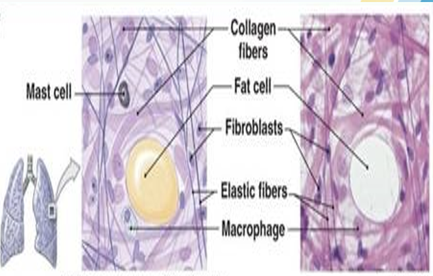 <p>Areolar Connective Tissue — cushion around organs, loose arrangement of cells and fibers.</p>
