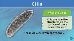 <p><strong>microtubules - provides the means for locomotion of protozoans of the phylum Ciliophora</strong>. Cilia may be fused in short transverse rows to form membranelles or in tufts to form cirri</p><p><strong>move microbes and debris up and out of the airways</strong>. Scattered throughout the cilia are goblet cells that secrete mucus which helps protect the lining of the bronchus (in the lungs) and trap microorganisms.</p>