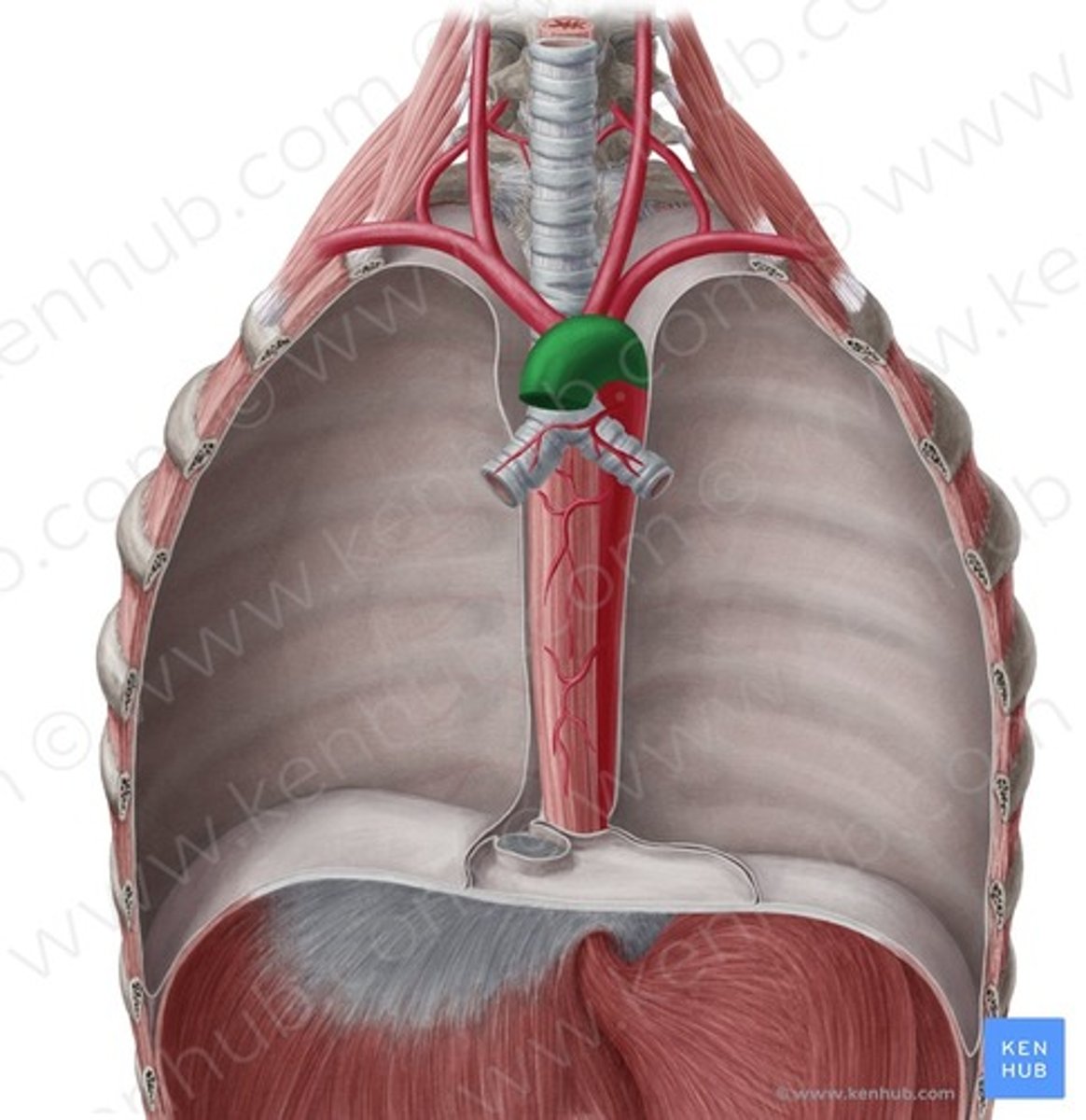 <p>oorsprong: linker ventrikel hart</p><p>brengt bloed van hart naar de rest v/h lichaam</p>