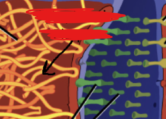 <p>A place on which cadherins attach to.</p>