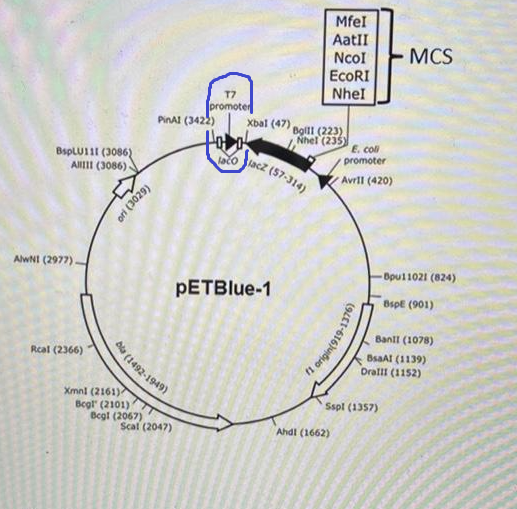 <p>What does the blue area signifying?</p>