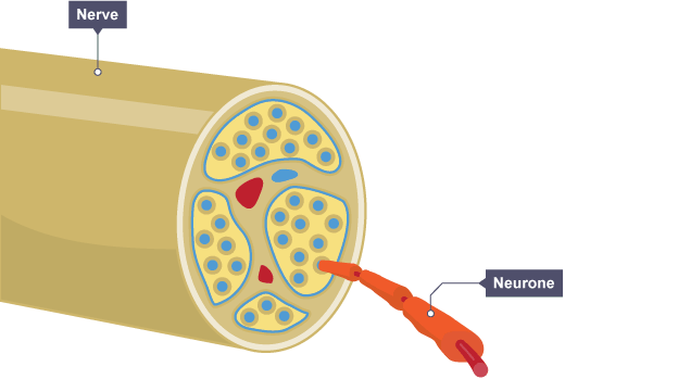 <p>Nerve cells are called&nbsp;<span style="font-size: inherit">neurones</span>. They are adapted to carry electrical impulses from one place to another. A bundle of neurones is called a nerve.</p>