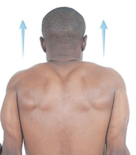 <p>moving a body part on the transverse plane upward</p>
