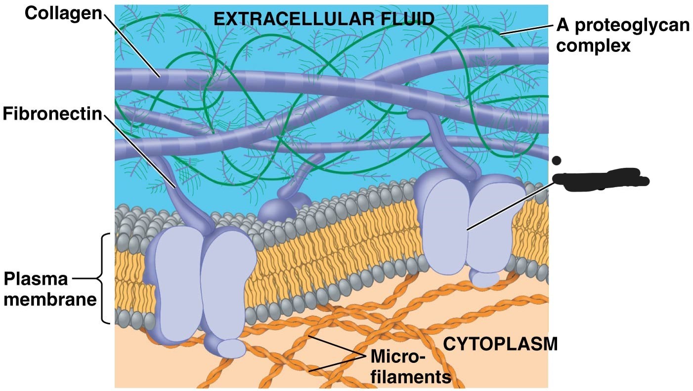 <p>5 extracellular matrix (ECM)</p>