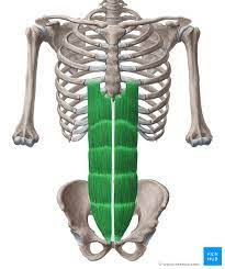 <p>What muscle is this? What is an origin? What is an insertion? What is an action?</p>